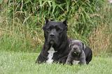 CANE CORSO 1282